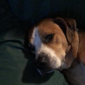 Meet your Posher, Ron